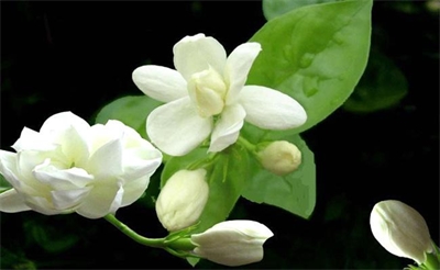 蜂蜜茉莉普洱茶饮料工艺的研究