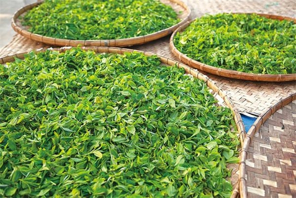 双歧因子茶饮料生产工艺