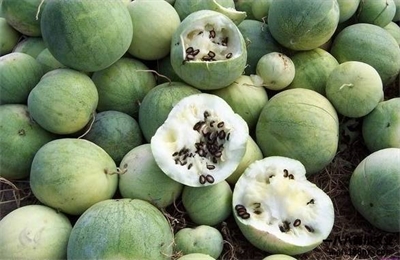 天然籽瓜果茶饮料生产工艺