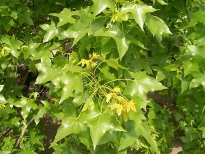 元宝枫叶茶饮料加工工艺研究