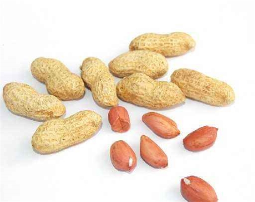 花生红衣枣茶饮料加工工艺研究