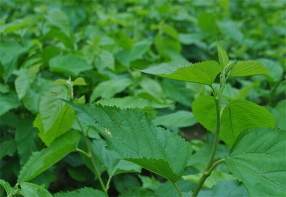 新型复合桑叶茶饮料的研制工艺
