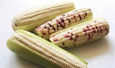 澄清型糯玉米饮料加工工艺研究