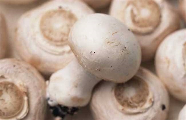 阿魏菇功能饮料制做工艺研究