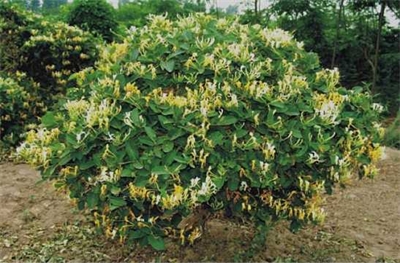 金银花菊花植物凉茶饮料工艺优化研究