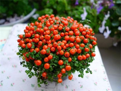 花红果功能性饮料制备工艺的研究