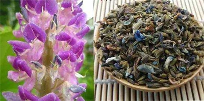 葛花固体解酒饮料的初步研制