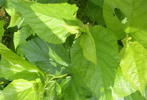 五叶茶清凉饮料生产工艺研究