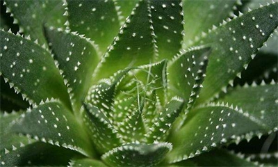 芦荟固体饮料加工工艺研究