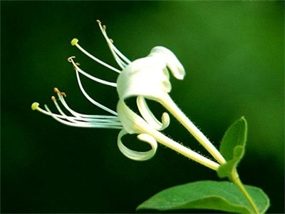 金银花枸杞固体饮料加工工艺研究