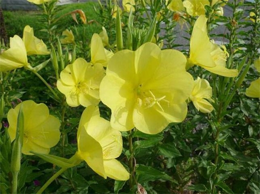 月见草花苹果醋饮料的研制