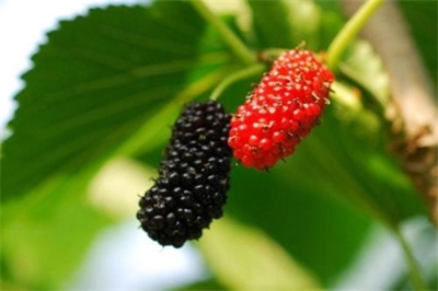 桑椹饮料的开发