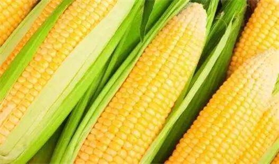 玉米在饮料工业中的应用
