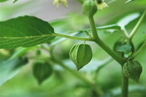 毛酸浆番茄复合果蔬饮料制作工艺的研究