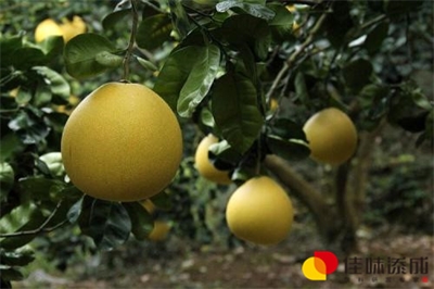 酶法制备双孢菇虾米蛋白饮料配方的工艺研究