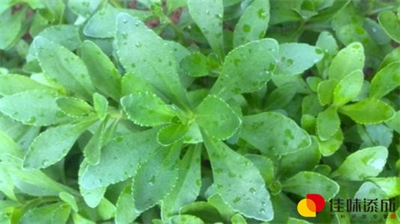乳酸菌苹果醋饮料的生产工艺技术研究 乳酸菌苹果醋饮料的生产工艺技术研究