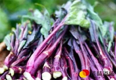 褐色益生菌乳饮料配方技术的研发