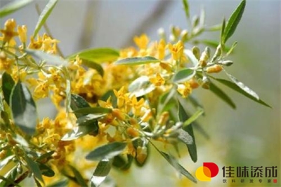 药用食用真菌营养保健饮料配方的研制 药用食用真菌营养保健饮料配方的研制