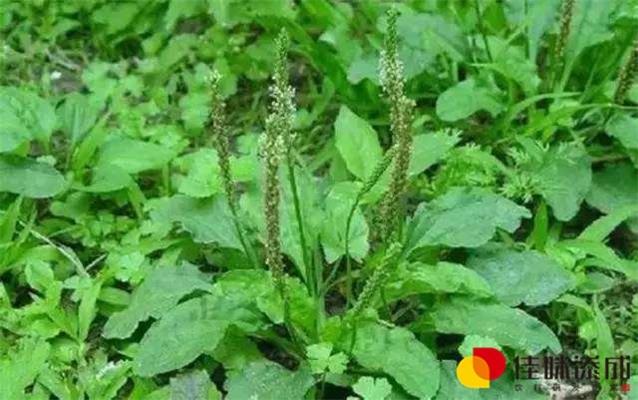 羊奶酸乳饮料配方的加工技术研究