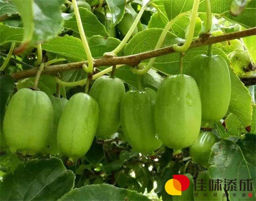 桑叶复合固体饮料配方的制备及研究