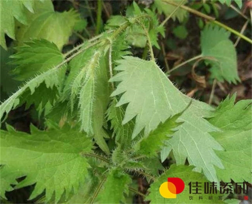 浓缩黄豆蛋白在饮料配方研发中的应用