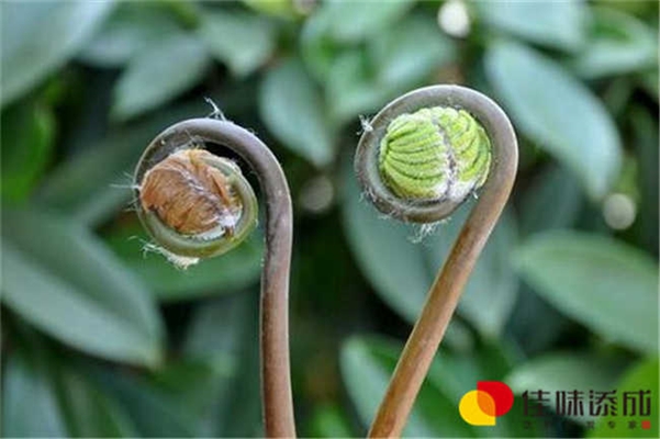 美蔷薇果酒饮品配方的开发研制