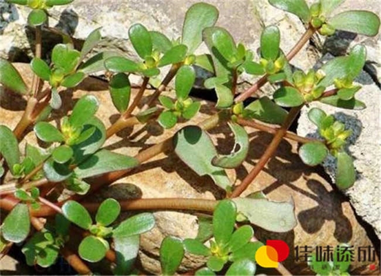 板栗果酒饮品配方研发中的工艺及性研究