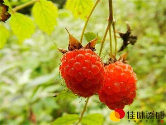 芒果果酒饮品配方研发中的酿造工艺研究