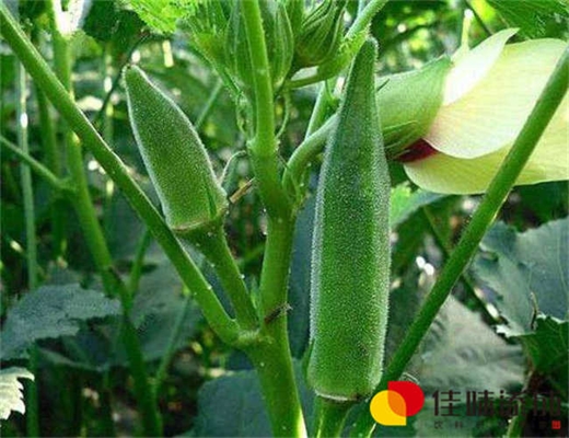 植物蛋白饮料配方研发中的营养价值及发展前景