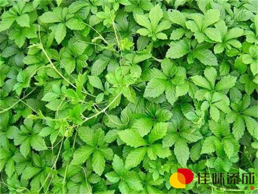 开胃茶饮料配方的研制和开发 开胃茶饮料配方的研制和开发