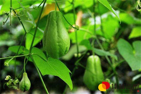 发酵型复合果蔬乳饮料配方的制备工艺研究
